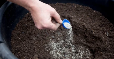 How to Use Mycorrhizae for Better Plant Growth