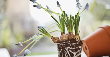 Indoor Potting Mix for Healthy Plant Roots