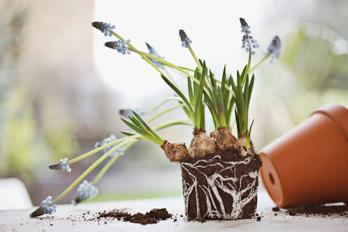 Indoor Potting Mix for Healthy Plant Roots | Best Growth 2025