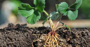 Planting Techniques for Healthy Root Development