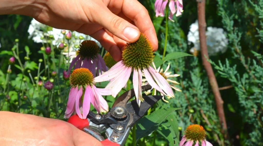 Pruning and Maintenance of echinacea