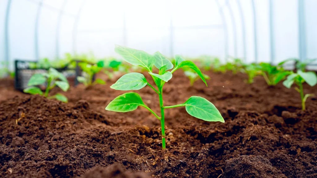 Select High-Quality, Well-Draining Soil