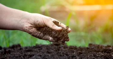 Soil Microbiome Improvement for Plant Health