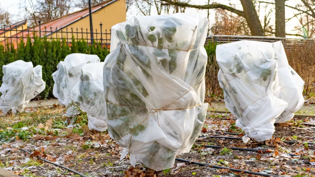 Ultimate Cold-Weather Garden Care Routine for Evergreen Plants