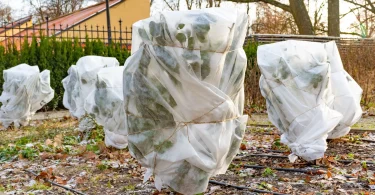 Ultimate Cold-Weather Garden Care Routine for Evergreen Plants