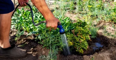 Ultimate Water-Efficient Gardening Strategies for Drought Areas