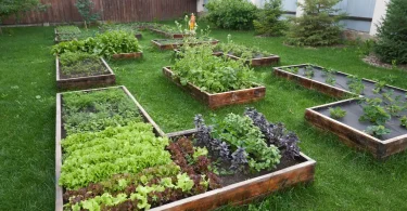 Winter Crop Rotation Ideas for Small Gardens