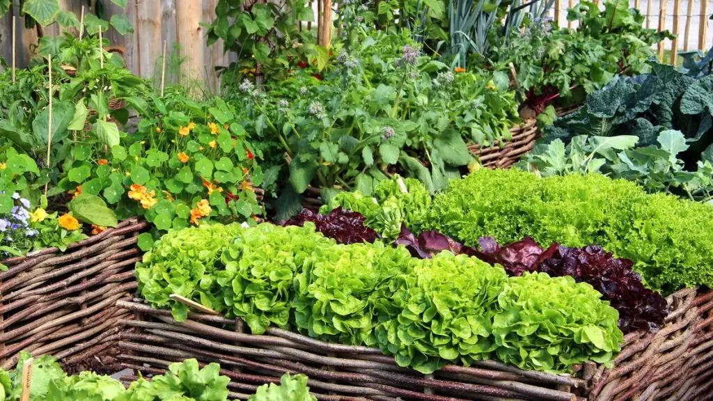 Winter Crop Rotation for Extremely Small Spaces