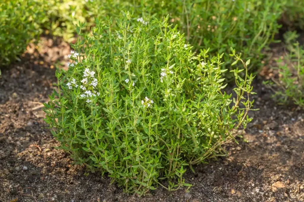thyme