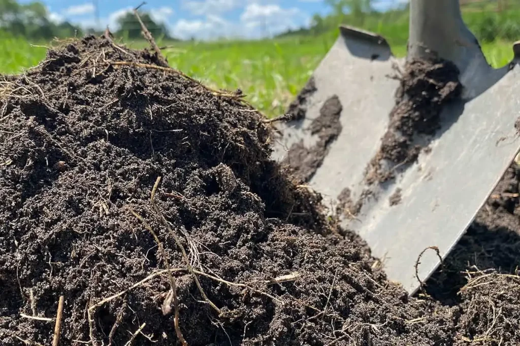 Best Organic Plant Feeding Methods for Home Gardens