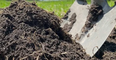 Best Organic Plant Feeding Methods for Home Gardens