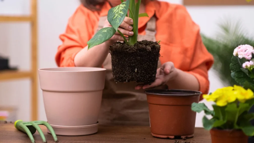 Best Planting Methods to Avoid Transplant Shock Successfully