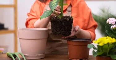 Best Planting Methods to Avoid Transplant Shock Successfully