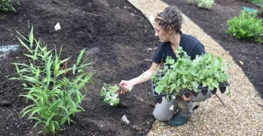 Carbon-Positive Gardening Through Regenerative Practices