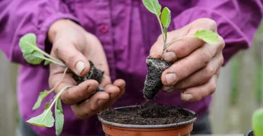 Common Winter Planting Mistakes to Avoid for a Thriving Garden