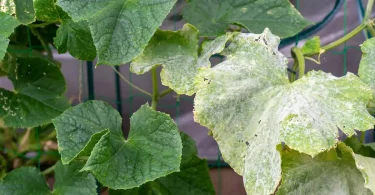 Disease-Resistant Plant Varieties Based on Genetics