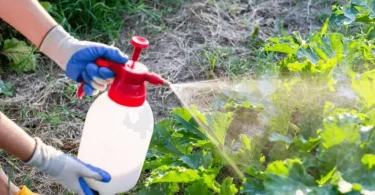 Effective Natural Pest Deterrents for Organic Gardens