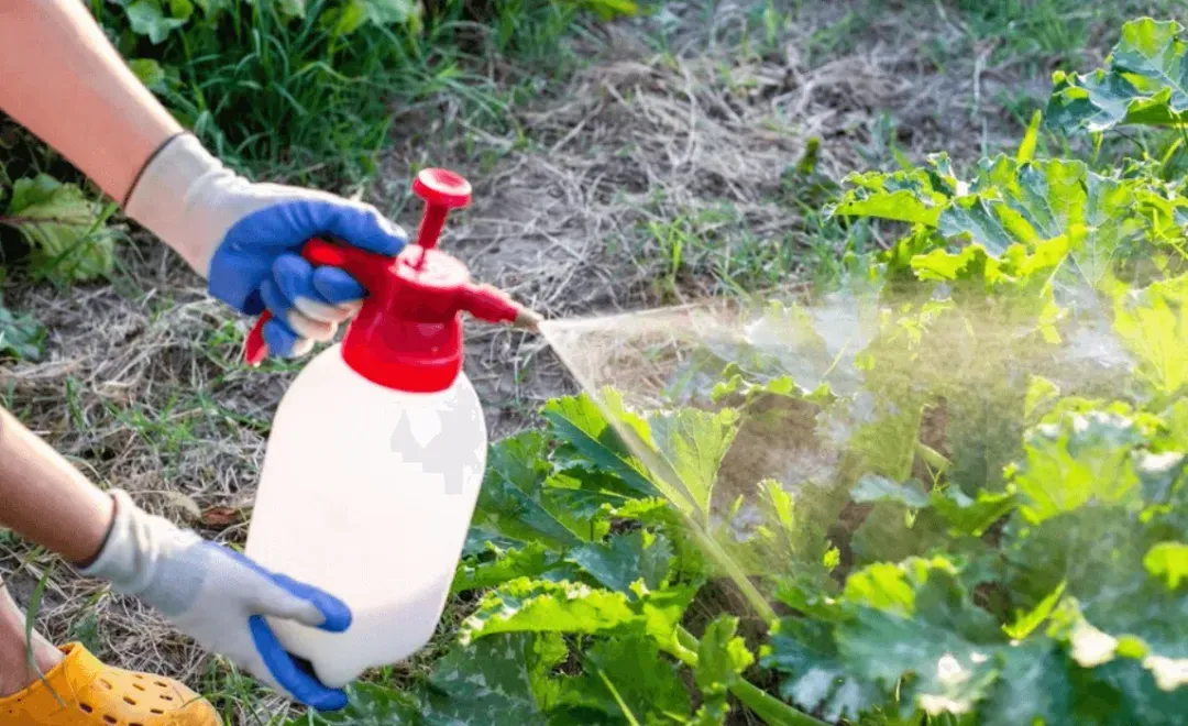 View of Effective Natural Pest Deterrents for Organic Gardens 2025