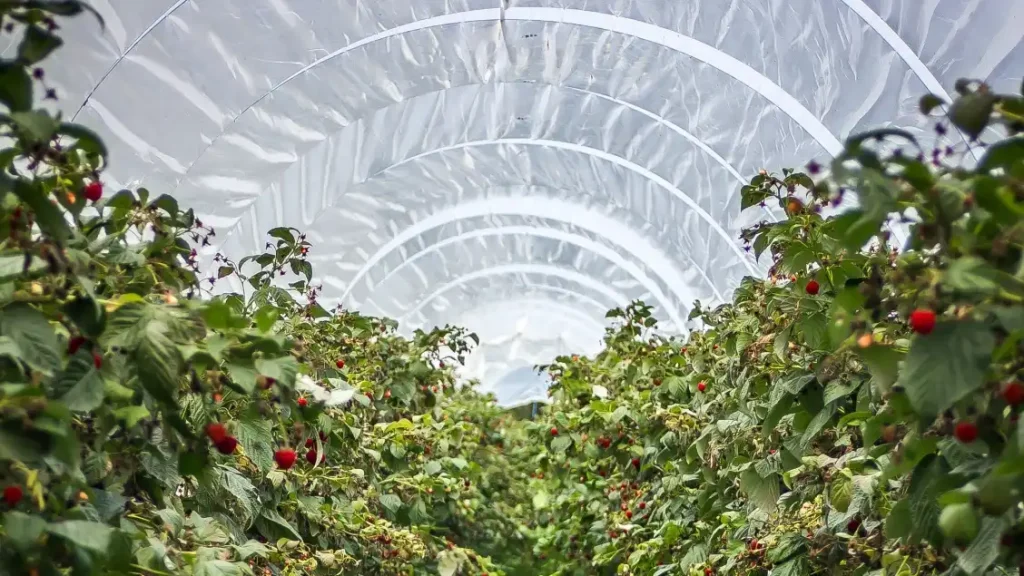 Enhancing Plant Immunity Through Organic Methods