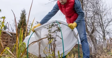 Essential Winter Maintenance Tips for Healthy Planted Areas