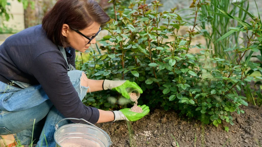 Fertilizing Flower Beds for Bright and Long-Lasting Petals