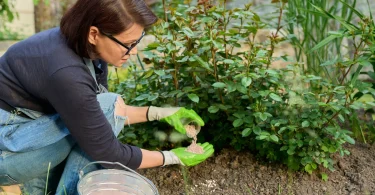 Fertilizing Flower Beds for Bright and Long-Lasting Petals
