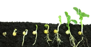 Genetic Variation Effects in Seed Propagation