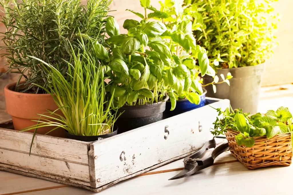 Grow Aromatherapy Herbs Indoors