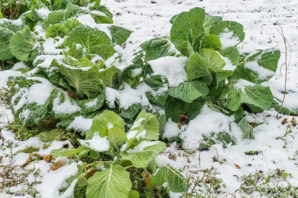 Growing Food Plants in Winter Naturally