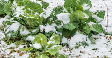 Growing Food Plants in Winter Naturally