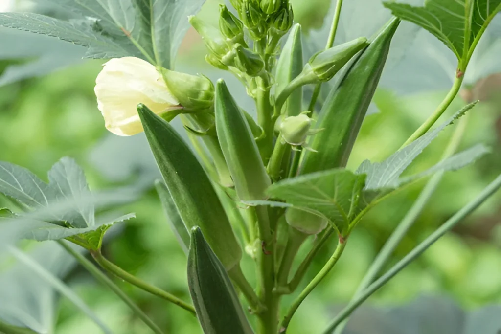 Growing Heat-Loving Plants in Cool Climates