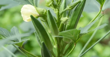 Growing Heat-Loving Plants in Cool Climates