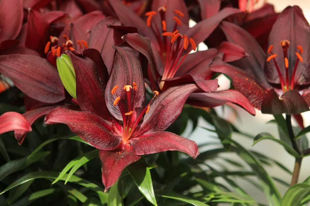 Growing Lilium ‘Nightrider’