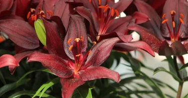 Growing Lilium ‘Nightrider’