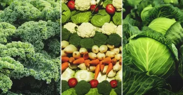 Growing Vegetables That Thrive in Cooler Seasons