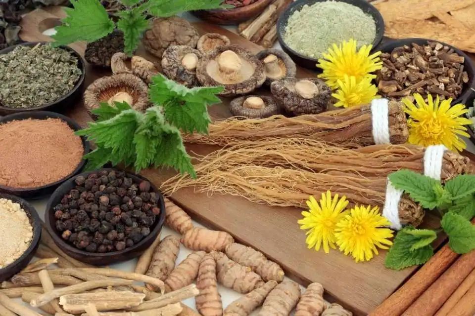 How to Grow Adaptogenic Plants at Home