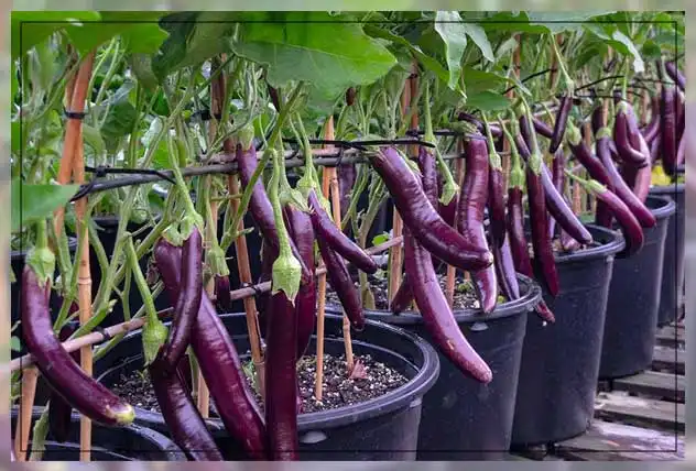 How to Grow Eggplants in Compact Garden Spaces