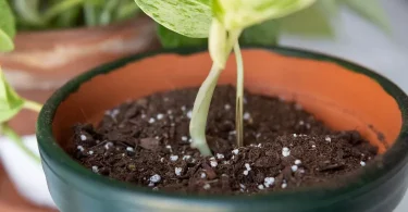 How to Grow Plants From Stem Cuttings