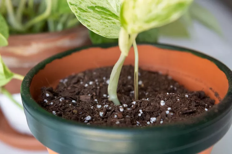 How to Grow Plants From Stem Cuttings