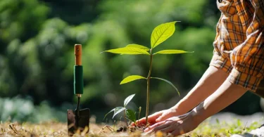 How to Plant Trees for Fast Growth and Strong Roots