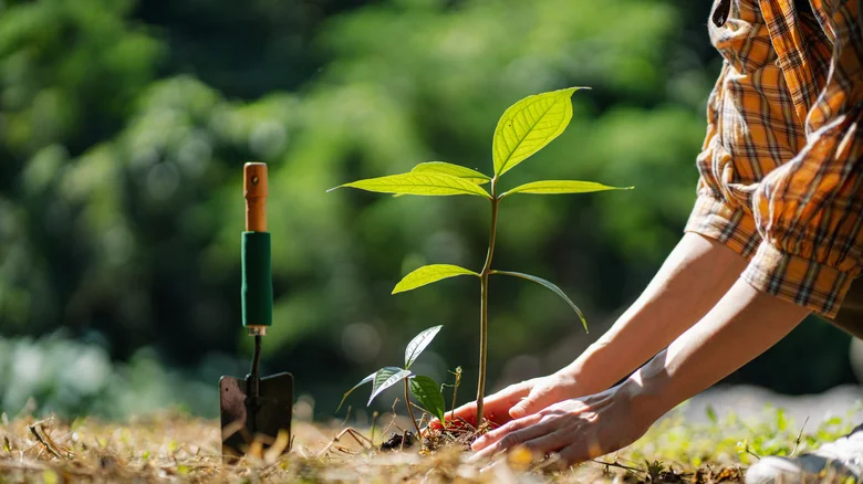 How to Plant Trees for Fast Growth and Strong Roots