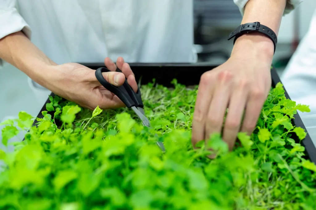 How to Prune Herbs Correctly to Encourage New Leaves