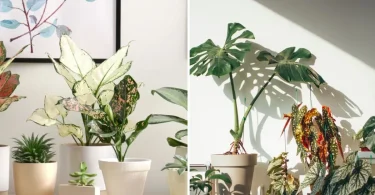 Indoor Plant Rotation Techniques for Even Growth
