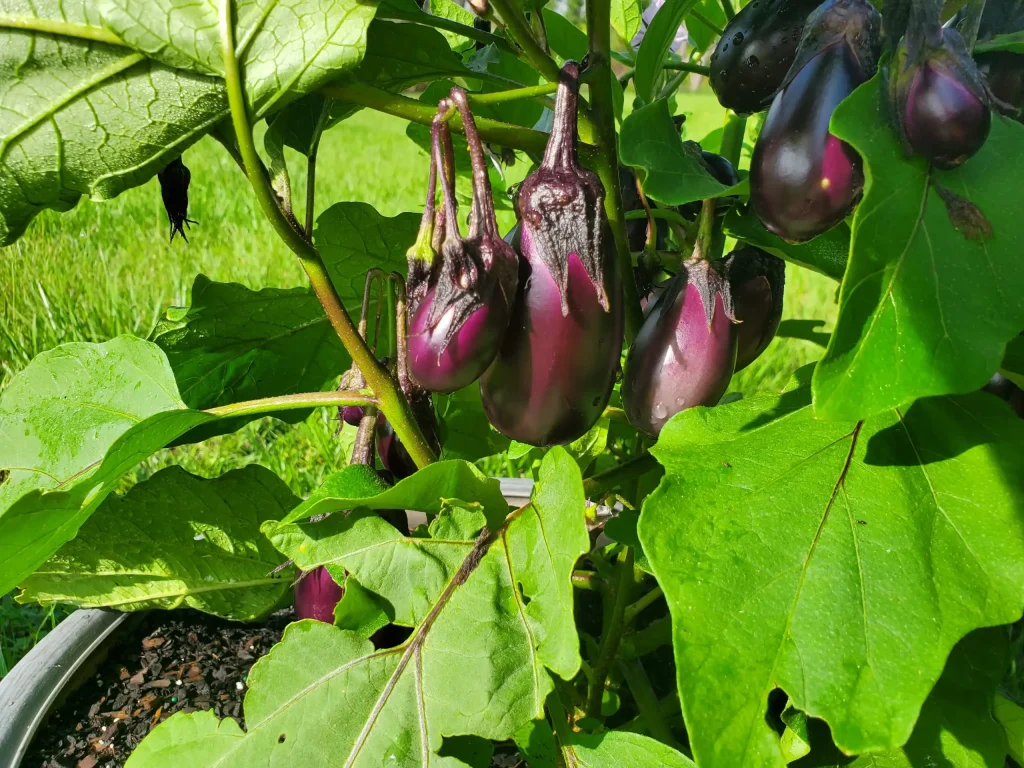 Patio Baby Eggplant