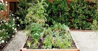 Planting Cold Season Crops at Home