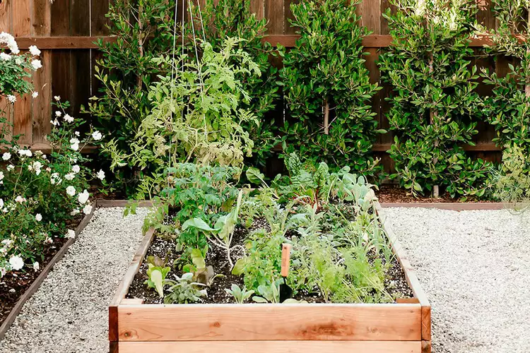 Planting Cold Season Crops at Home