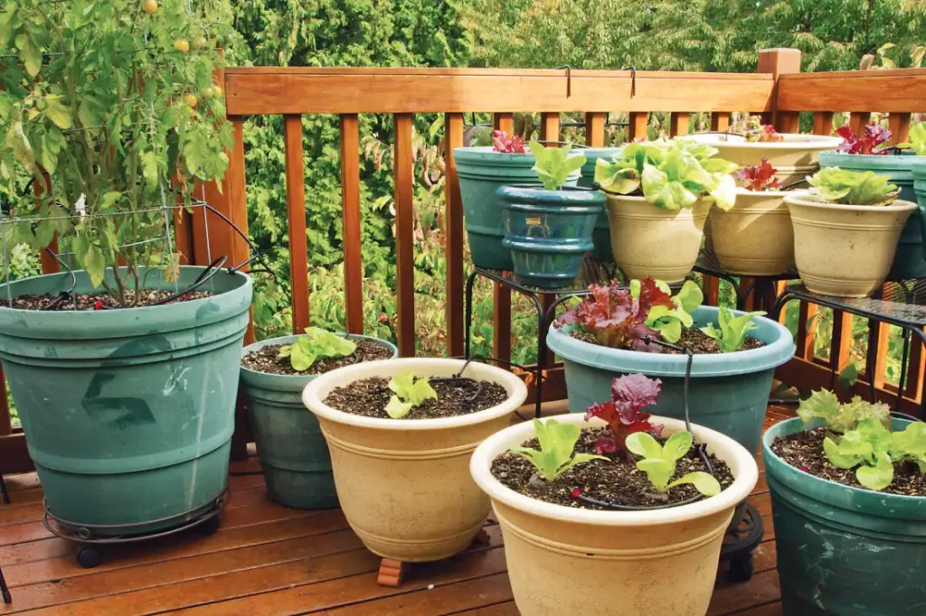 Pot Gardening Ideas for Limited Spaces