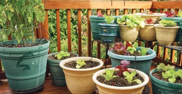 Pot Gardening Ideas for Limited Spaces