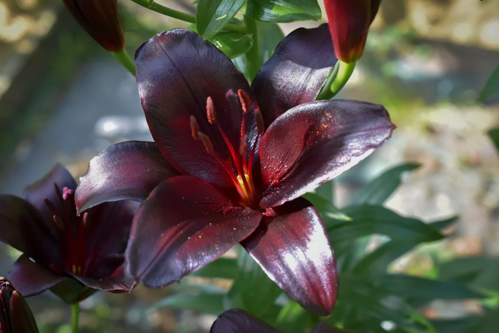 Sunlight Requirements for nightrider