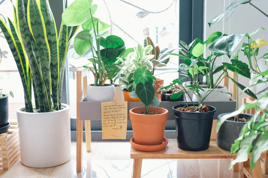 Ultimate Guide to Planting Compact Plants for Indoor Living Spaces